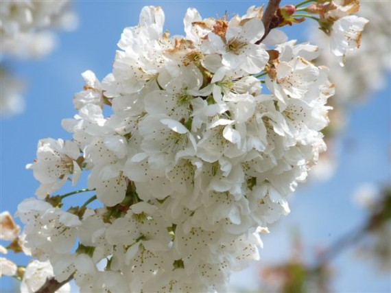 printemps 10 016